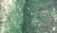 trimelone2 (16)