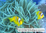 Sharm 2012