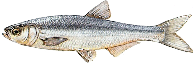 alborella