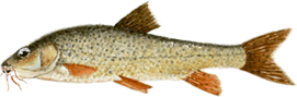 barbo