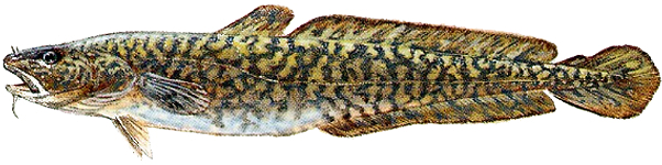 bottatrice