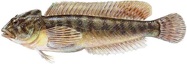 cagnetta
