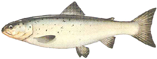 carpione