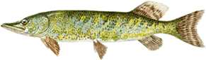 luccio