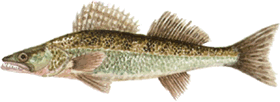 luccioperca
