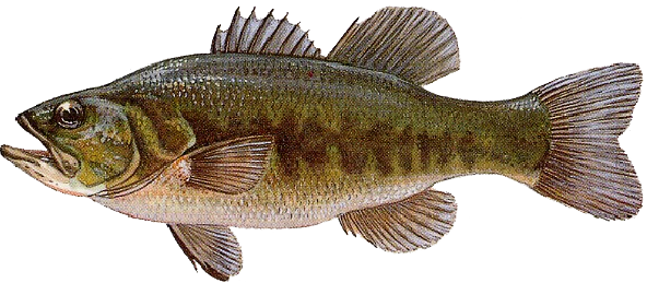 persicotrota